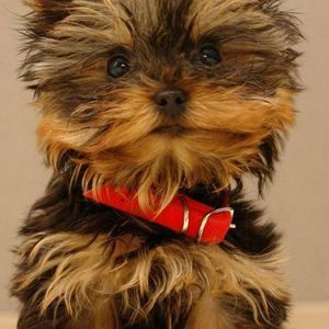 Meet your Posher, Barbara